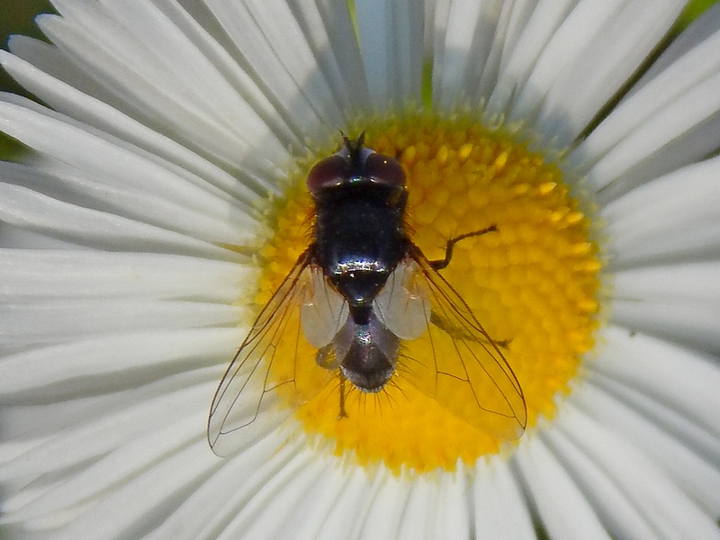 Tachinidae:  Phasia sp.